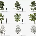 Different Arbor Varieties Displaying Leafy And Leafless States With Human Figures 3d model
