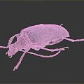 Vibrant Blue Purple Metallic Beetle With Shiny Body And Long Legs On Dark Background