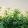 Lush Green Plants With Vibrant Leaves Under Bright Sunlight Against Sky Background