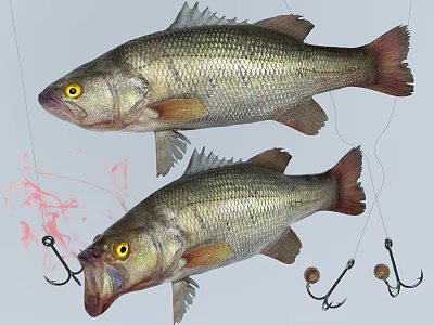 Freshwater Bass Fish Hanging On Fishing Hooks With Red Details And Natural Features 3d model