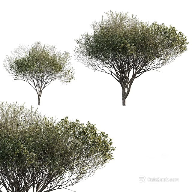 Different Types Of Arbor Trees Featuring Lush Foliage And Unique Canopy Shapes 3d model 