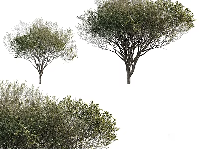 Different Types Of Arbor Trees Featuring Lush Foliage And Unique Canopy Shapes 3d model