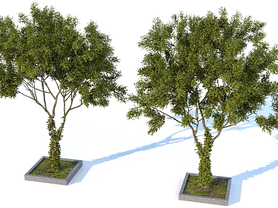 Two Arbor Trees with Vines on Trunks and Lush Green Foliage in Square Planters 3d model
