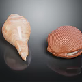 Light Brown Spiral Conch and Orange Red Striped Scallop on Black Background with Reflections