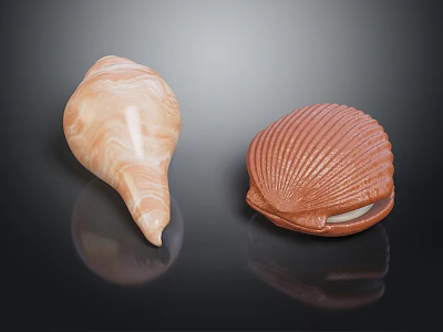 Light Brown Spiral Conch and Orange Red Striped Scallop on Black Background with Reflections 3d model