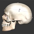 Detailed Educational Human Skull Model With Anatomical Markings And Reflected Surface