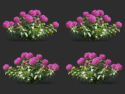 Blooming Purple Hydrangeas With Green Leaves Displayed In Four Groups 3d model