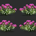 Blooming Purple Hydrangeas With Green Leaves Displayed In Four Groups