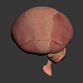 3D Rendered Human Liver Model For Medical Education And Anatomical Study