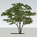 Landscape Arbor Tree 3d model