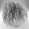 Tall Weeping Willow Tree With Lush Green Leaves And Long Hanging Branches