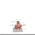 Chest Organ Heart Anatomical Model With Labeled Chambers And Blood Vessels