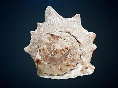 Unique Spiral Shell With Textured Surface And Cream Brown Tones On Dark Background 3d model