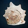 Unique Spiral Shell With Textured Surface And Cream Brown Tones On Dark Background 3d model