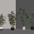 Various Bonsai Plants with Different Leaf Shapes in Stylish Pots for Modern Interior