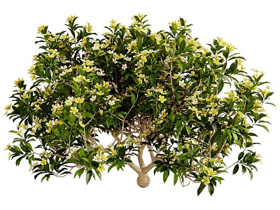 Plumeria Courtyard Osmanthus Tree 18 model