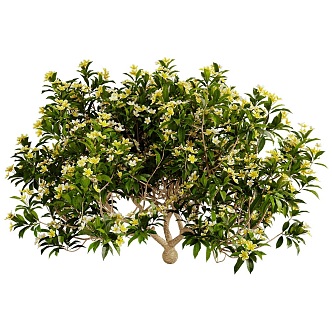 Plumeria Courtyard Osmanthus Tree 18 3d model