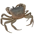 Crab 3d model