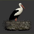 Stork With White And Black Plumage Standing In Natural Nest On Dark Background