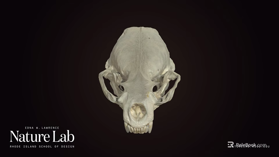 Animal Skull Display On Dark Background From URE Lab University Of Nevada 3d model 