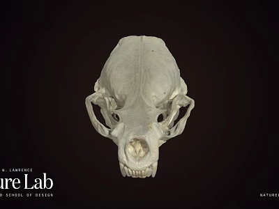 Animal Skull Display On Dark Background From URE Lab University Of Nevada 3d model