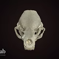 Animal Skull Display On Dark Background From URE Lab University Of Nevada