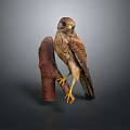 Brown Kestrel Bird With Yellow Claws Perched On Wooden Branch Against Gray Background