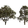 Arbor Trees With Different Crown Shapes And Diverse Foliage Features 3d model