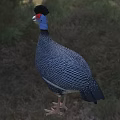 Guinea Fowl With Spotted Plumage In Nature