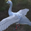 Grayish White Goose With Spread Wings In Outdoor 3d model