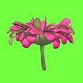 Beautiful Vibrant Pink Gerbera Flower With Soft Petals Against Fresh Green Background