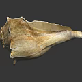 Close Up View Of Natural Spiral Conch Shell With Brown Textured Surface And Curved Edges