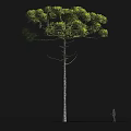 Tall Arbor Tree With Green Dense Canopy Slender Trunk And Human Figure For Scale