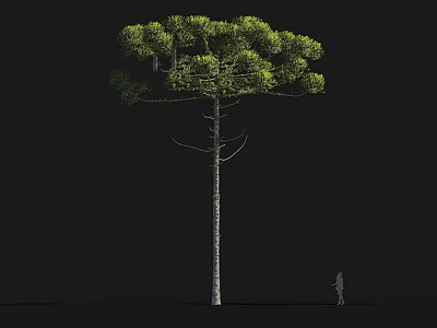 Tall Arbor Tree With Green Dense Canopy Slender Trunk And Human Figure For Scale 3d model
