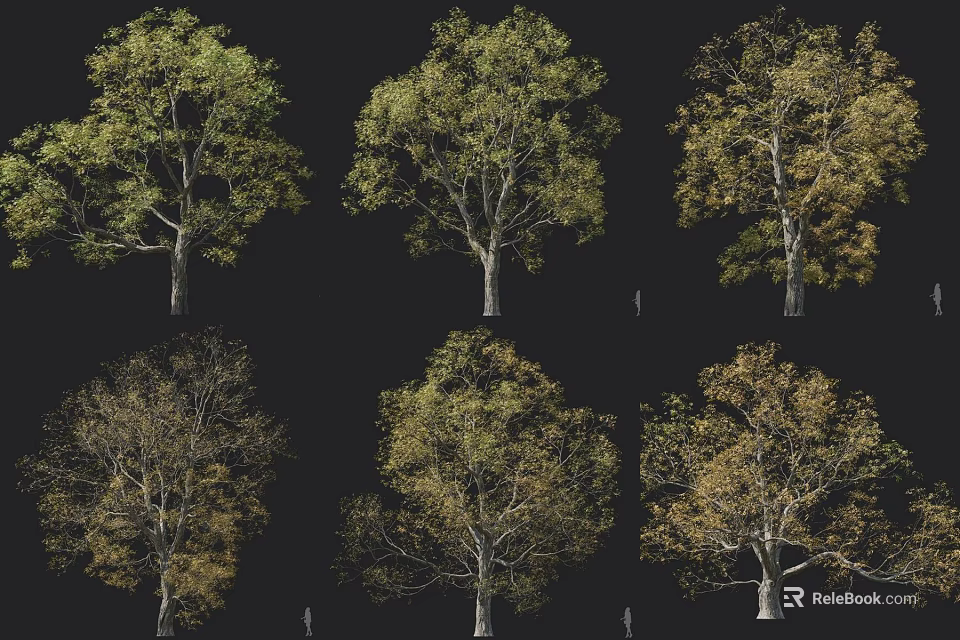 Deciduous Trees Showcasing Diverse Natural Shapes And Seasonal Foliage Colors 3d model 