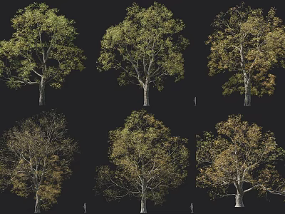 Deciduous Trees Showcasing Diverse Natural Shapes And Seasonal Foliage Colors 3d model