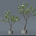 Two Potted Plants With Green Leaves White Flowers And White Different Design Pots