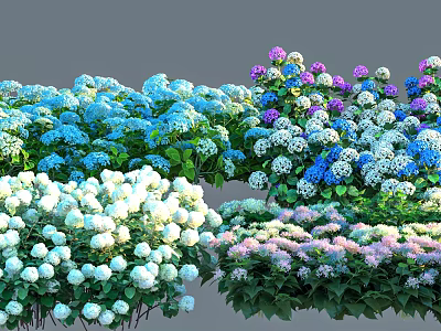 Vibrant Hydrangea Bushes In Blue White Purple Pink With Lush Green Leaves 3d model
