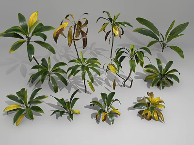 Diverse Collection of Green and Yellow Leaf Plants in Various Natural Forms 3d model