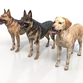 Three Friendly Dogs Standing Together German Shepherd And Labrador Breeds On White Background