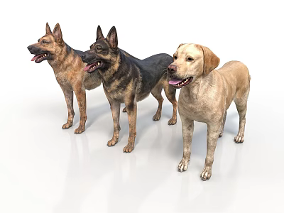 Realistic Style Dog German Shepherd Labrador Dog Dog Character Working Dog Police Dog Guide Dog Pet Dog Anthropomorphic Animal Standing Posture 3d model