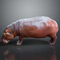 Hippo 3D Rendering With Realistic Shiny Brown Skin And Gray Background Reflection 3d model