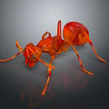 Detailed Close up View of Red Ant with Shiny Exoskeleton and Extended Legs