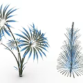Modern Ornamental Plants With Blue Green Radial Leaves And Feathery Pine Like Foliage