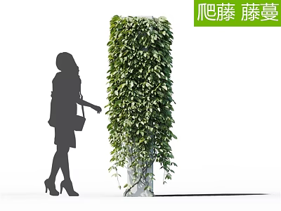 Climbing Green Vine Covered Vertical Wall With Woman Touching Dense Foliage 3d model