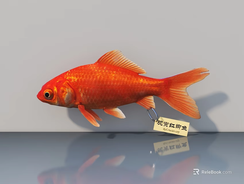 Red Goldfish As Aquatic Animal Swimming With Ornamental Fish Tag Against Gray Background With Reflection 3d model 