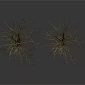 Two Leafless Trees With Exposed Trunks And Roots On White Background