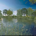 Red and gray fish swimming in pond with reeds trees and rippling water