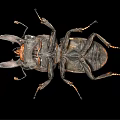 modern beetle insect 3d model