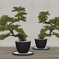 Two Bonsai Trees in Black Pots with Round Base Plates on Wooden Floor